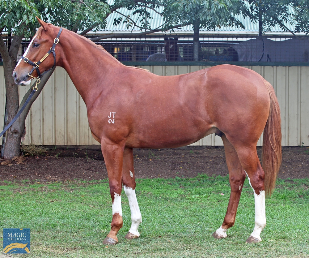 2024 Gold Coast National Yearling Sale Lot 1468 Frosted (USA
